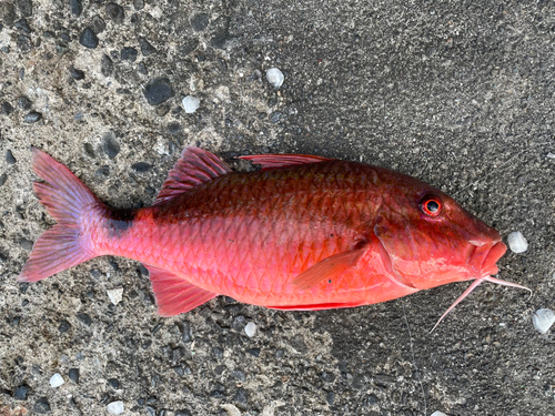 ホウライヒメジの釣果