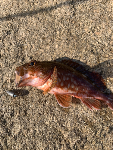 カサゴの釣果