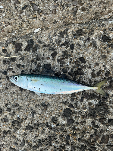 サバの釣果