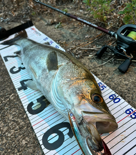 シーバスの釣果