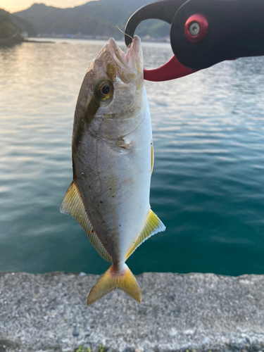 ショゴの釣果