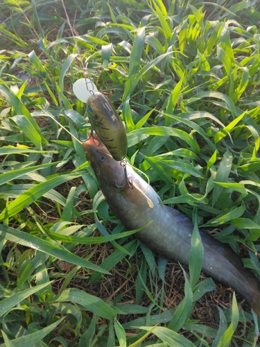 ナマズの釣果