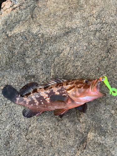 アコウの釣果