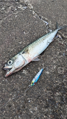 サバの釣果