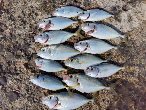 シマアジの釣果