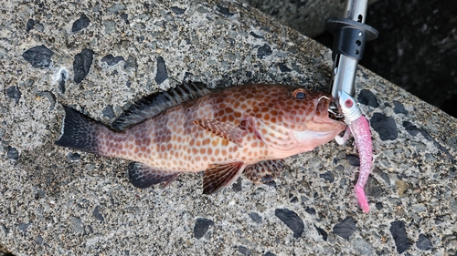 オオモンハタの釣果