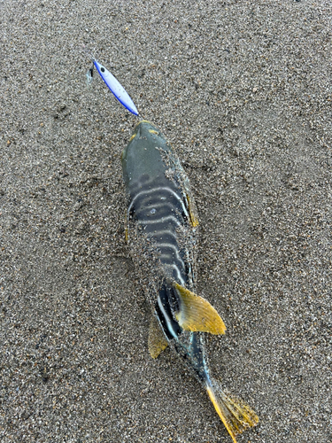 シマフグの釣果