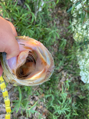 ブラックバスの釣果