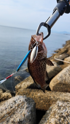 オオモンハタの釣果