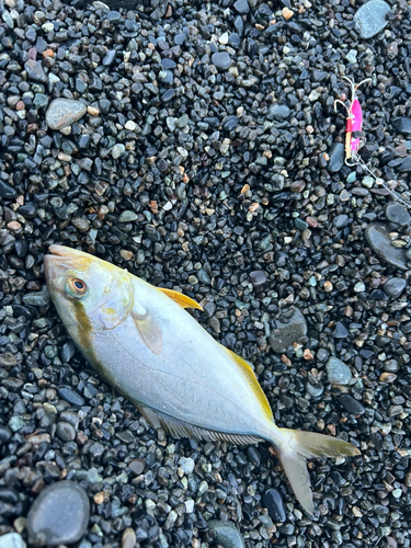 ショゴの釣果