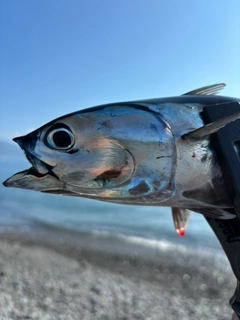 カツオの釣果