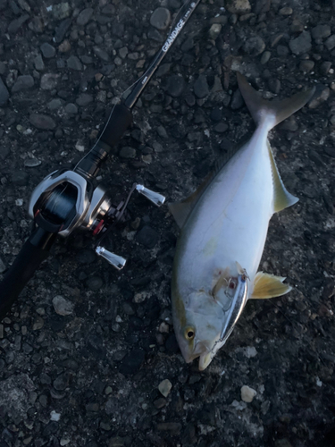 ショゴの釣果