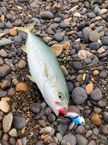 イナダの釣果