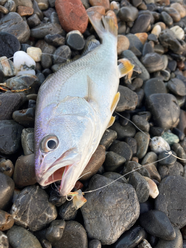 ニベの釣果