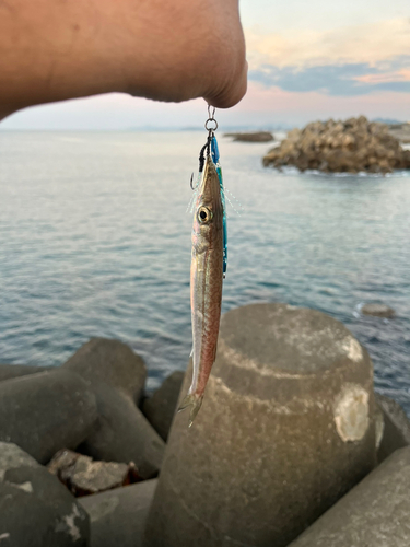 ショゴの釣果