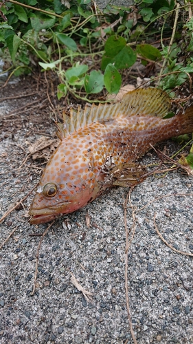 キジハタの釣果