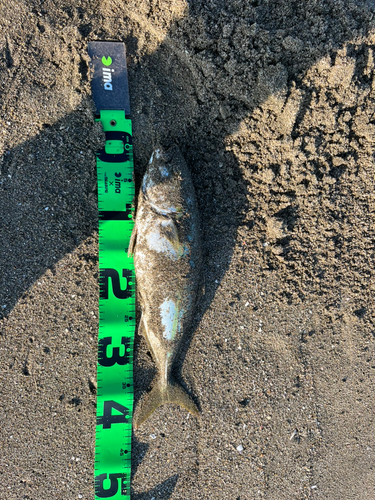 ハマチの釣果