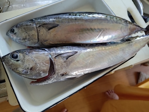 ソウダガツオの釣果