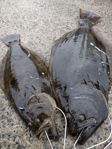 ヒラメの釣果