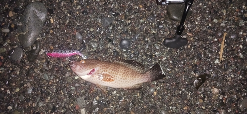 オオモンハタの釣果