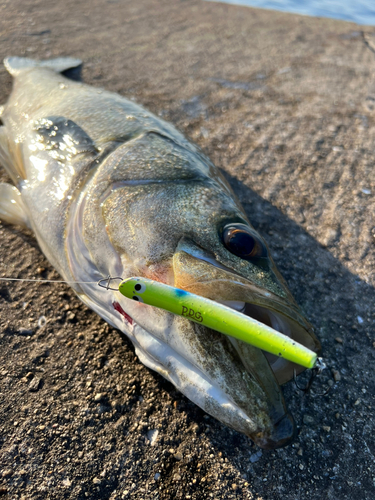 スズキの釣果