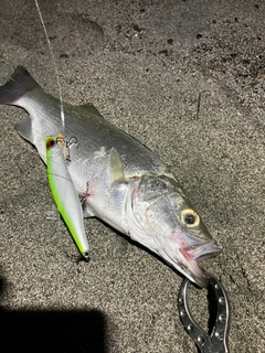 ヒラスズキの釣果