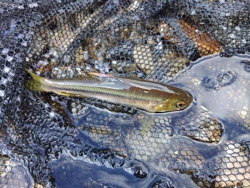 カワムツの釣果