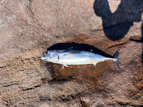 ソウダガツオの釣果