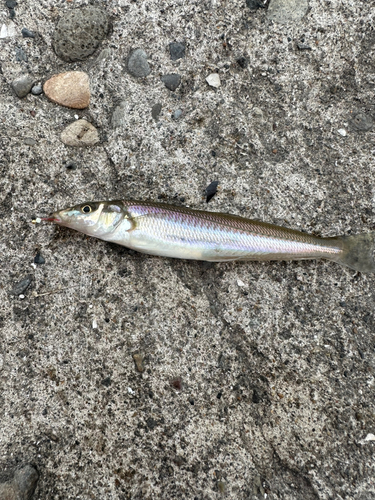 シロギスの釣果