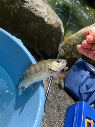 アマゴの釣果