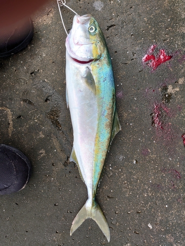 イナダの釣果