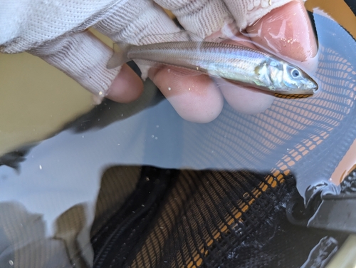 シロギスの釣果