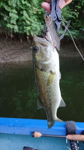 ラージマウスバスの釣果