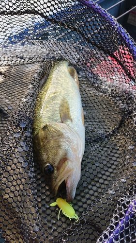 ラージマウスバスの釣果