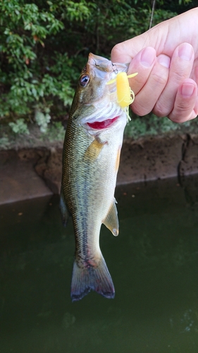 ラージマウスバスの釣果