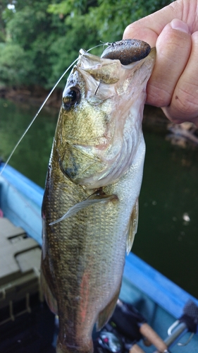 ラージマウスバスの釣果