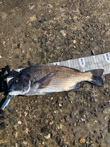 クロダイの釣果