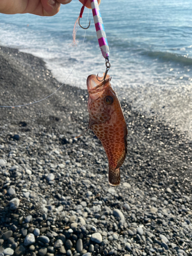 オオモンハタの釣果