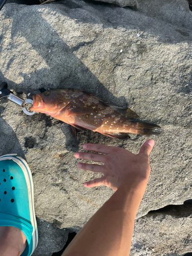 アコウの釣果