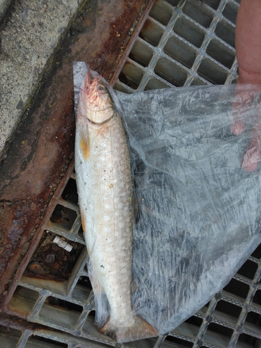 アメマスの釣果