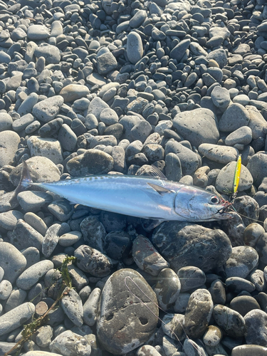 マルソウダの釣果