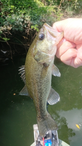 ラージマウスバスの釣果