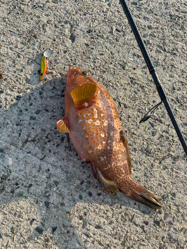 アコウの釣果