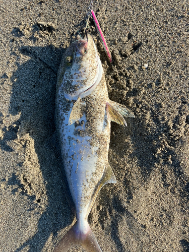 ショゴの釣果