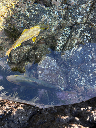 ネリゴの釣果