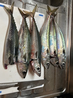 サバの釣果