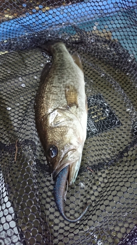 ラージマウスバスの釣果