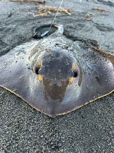 エイの釣果