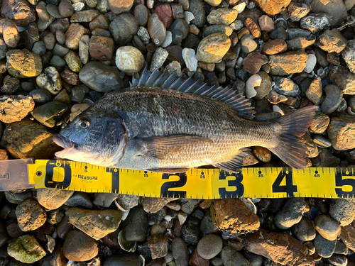 クロダイの釣果