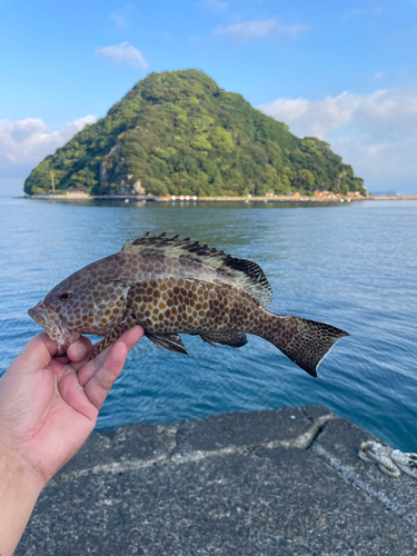 オオモンハタの釣果